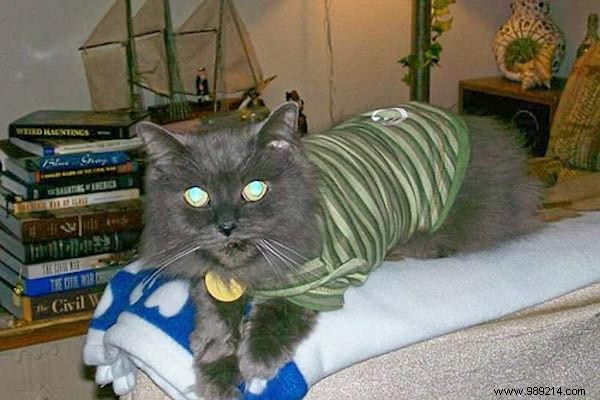 108 Photos of Cats With Their Cute Little Sweaters. 