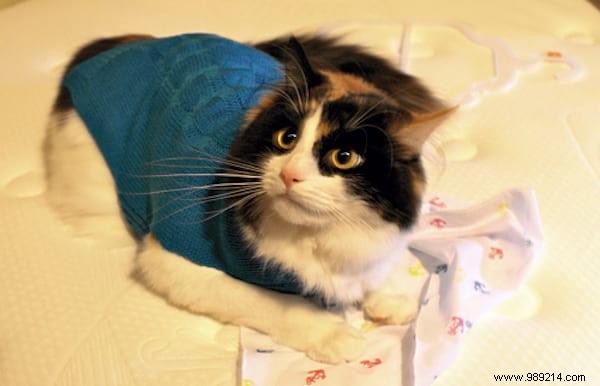 108 Photos of Cats With Their Cute Little Sweaters. 