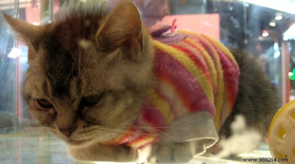 108 Photos of Cats With Their Cute Little Sweaters. 