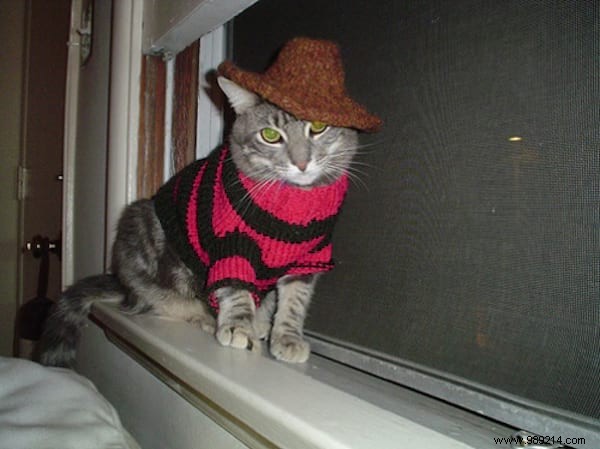 108 Photos of Cats With Their Cute Little Sweaters. 