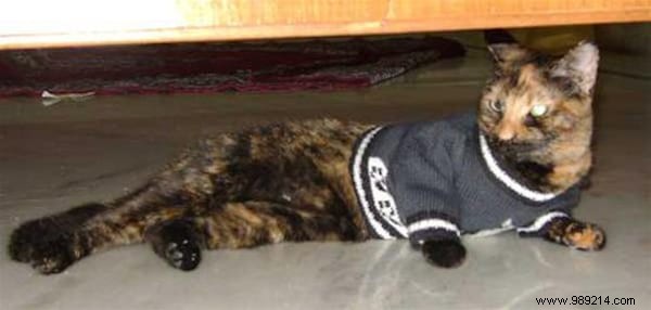 108 Photos of Cats With Their Cute Little Sweaters. 