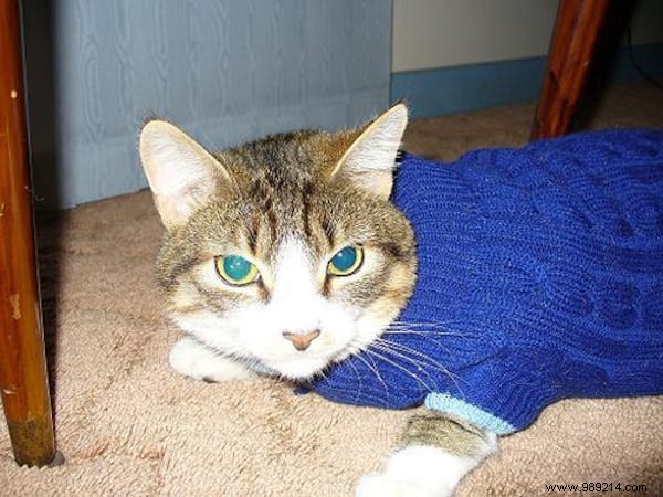 108 Photos of Cats With Their Cute Little Sweaters. 