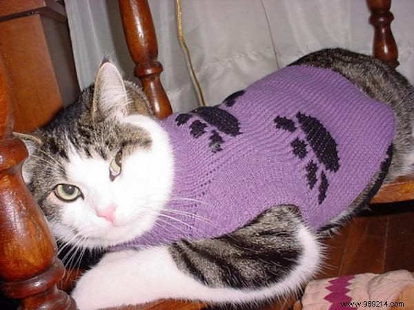 108 Photos of Cats With Their Cute Little Sweaters. 