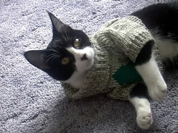 108 Photos of Cats With Their Cute Little Sweaters. 