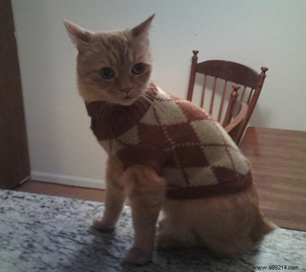 108 Photos of Cats With Their Cute Little Sweaters. 