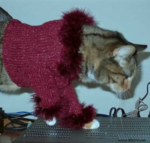 108 Photos of Cats With Their Cute Little Sweaters. 