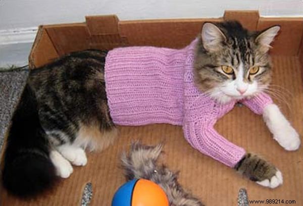 108 Photos of Cats With Their Cute Little Sweaters. 