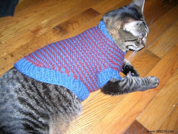 108 Photos of Cats With Their Cute Little Sweaters. 