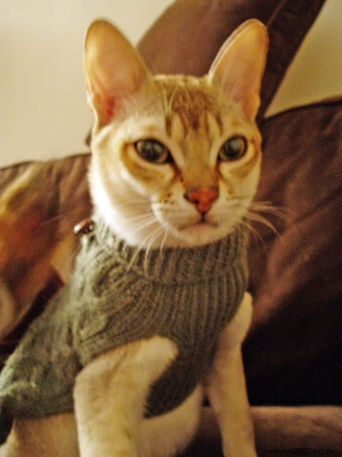 108 Photos of Cats With Their Cute Little Sweaters. 