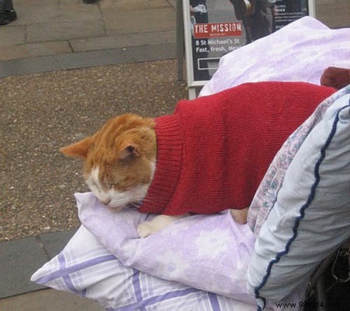 108 Photos of Cats With Their Cute Little Sweaters. 