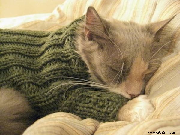 108 Photos of Cats With Their Cute Little Sweaters. 