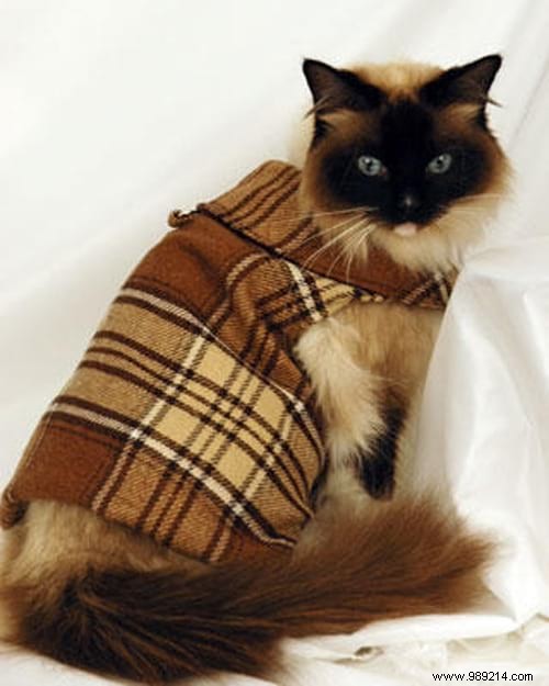 108 Photos of Cats With Their Cute Little Sweaters. 