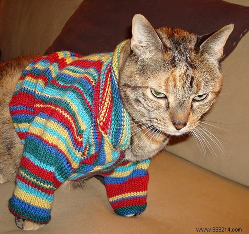 108 Photos of Cats With Their Cute Little Sweaters. 