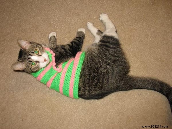 108 Photos of Cats With Their Cute Little Sweaters. 