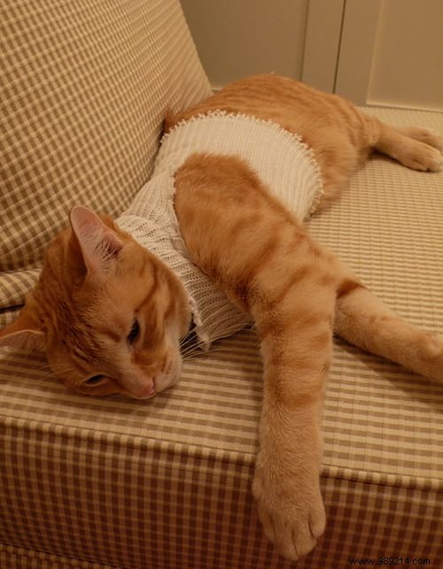 108 Photos of Cats With Their Cute Little Sweaters. 