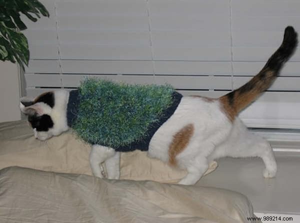 108 Photos of Cats With Their Cute Little Sweaters. 