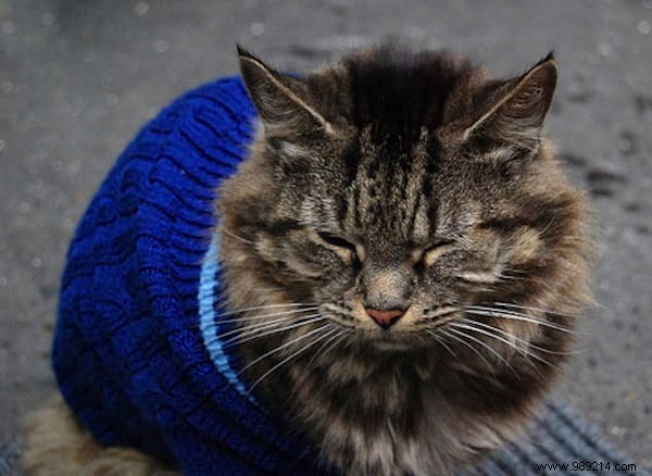 108 Photos of Cats With Their Cute Little Sweaters. 