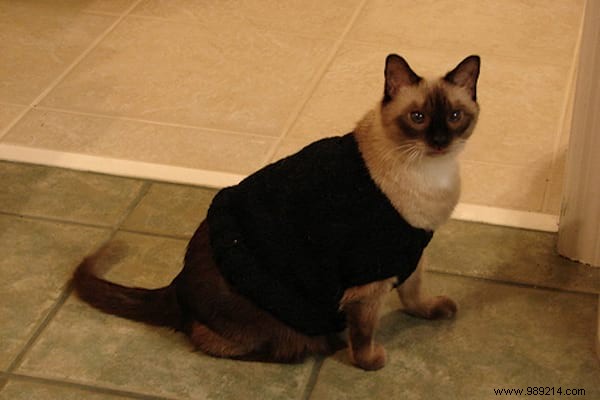 108 Photos of Cats With Their Cute Little Sweaters. 