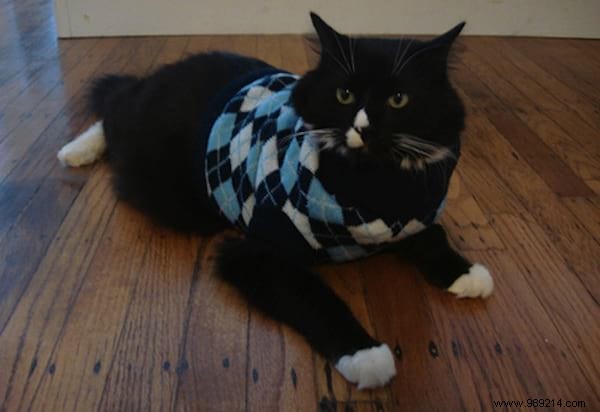 108 Photos of Cats With Their Cute Little Sweaters. 