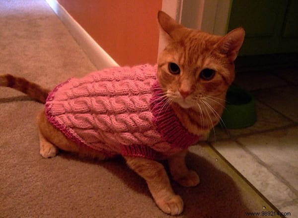 108 Photos of Cats With Their Cute Little Sweaters. 