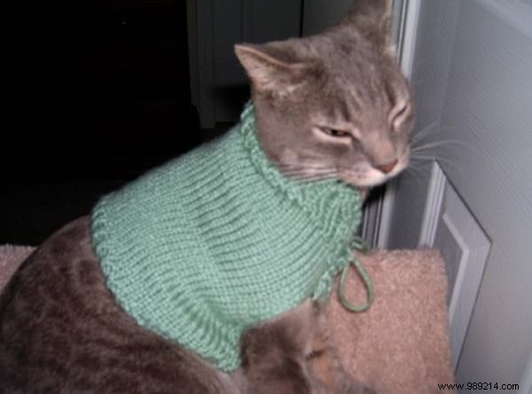 108 Photos of Cats With Their Cute Little Sweaters. 