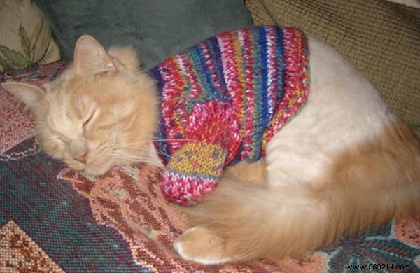 108 Photos of Cats With Their Cute Little Sweaters. 