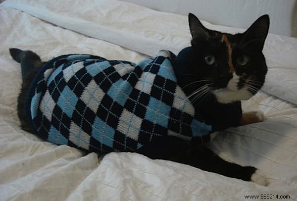 108 Photos of Cats With Their Cute Little Sweaters. 