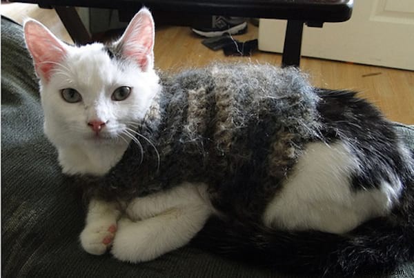 108 Photos of Cats With Their Cute Little Sweaters. 