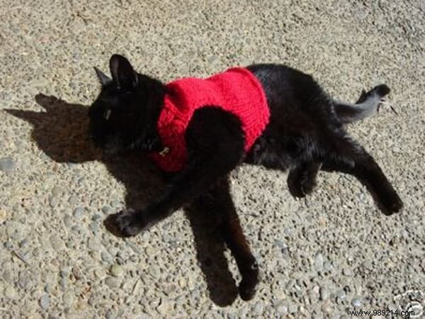 108 Photos of Cats With Their Cute Little Sweaters. 