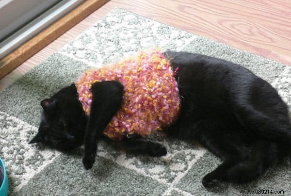 108 Photos of Cats With Their Cute Little Sweaters. 