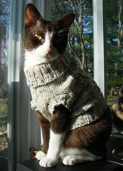 108 Photos of Cats With Their Cute Little Sweaters. 