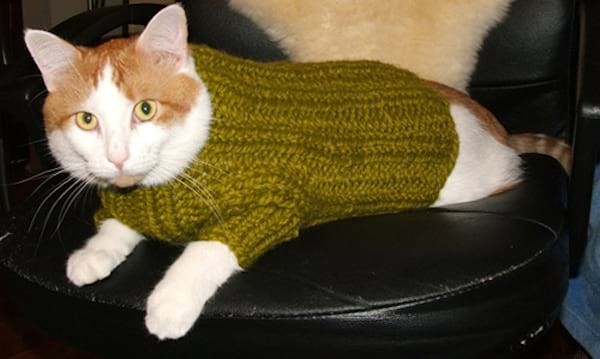 108 Photos of Cats With Their Cute Little Sweaters. 