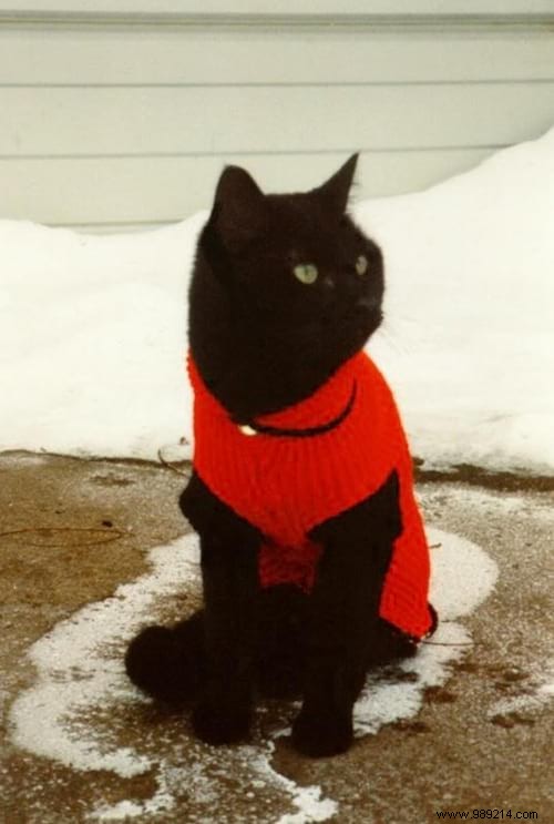 108 Photos of Cats With Their Cute Little Sweaters. 