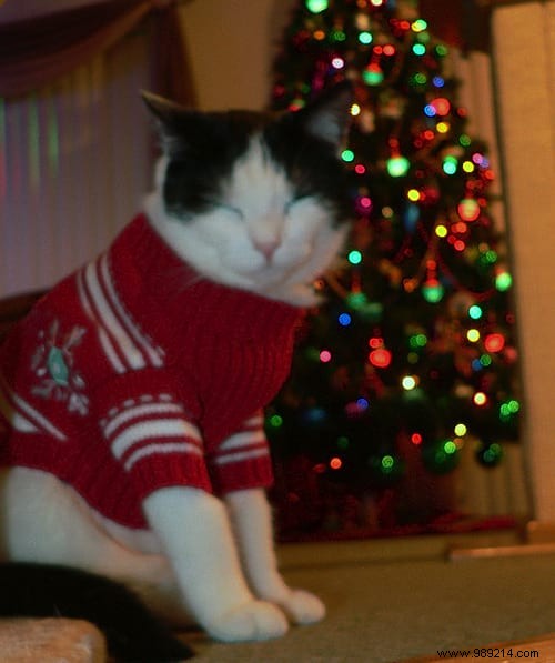 108 Photos of Cats With Their Cute Little Sweaters. 