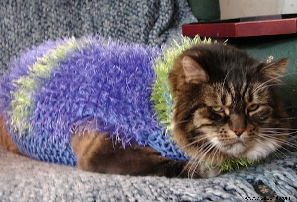 108 Photos of Cats With Their Cute Little Sweaters. 