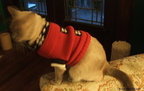 108 Photos of Cats With Their Cute Little Sweaters. 