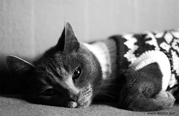 108 Photos of Cats With Their Cute Little Sweaters. 