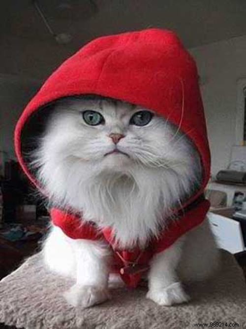 108 Photos of Cats With Their Cute Little Sweaters. 