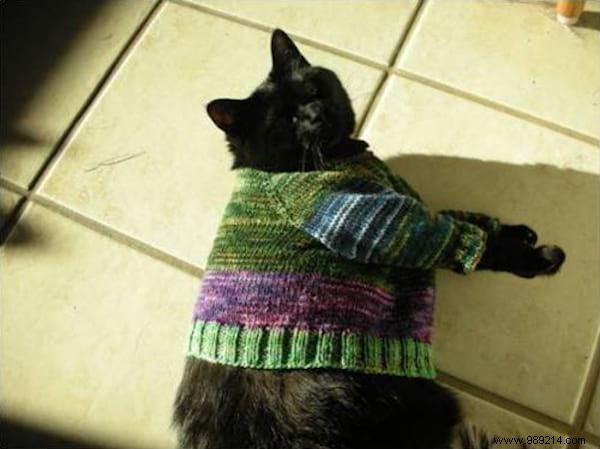 108 Photos of Cats With Their Cute Little Sweaters. 