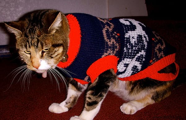 108 Photos of Cats With Their Cute Little Sweaters. 