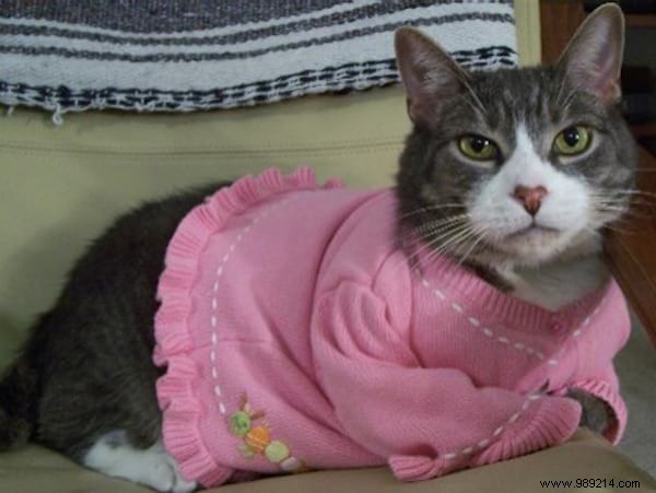 108 Photos of Cats With Their Cute Little Sweaters. 