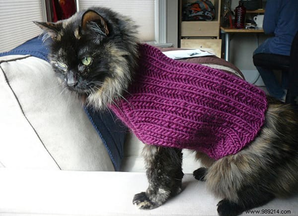 108 Photos of Cats With Their Cute Little Sweaters. 