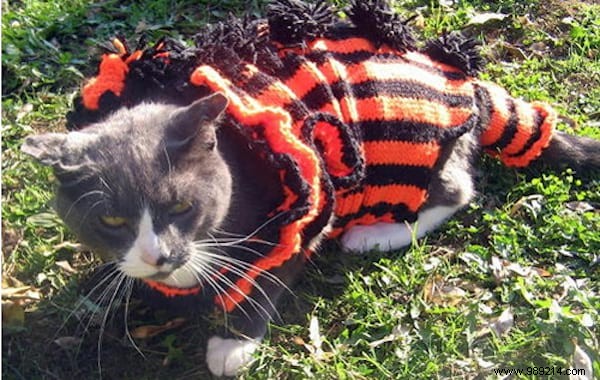 108 Photos of Cats With Their Cute Little Sweaters. 