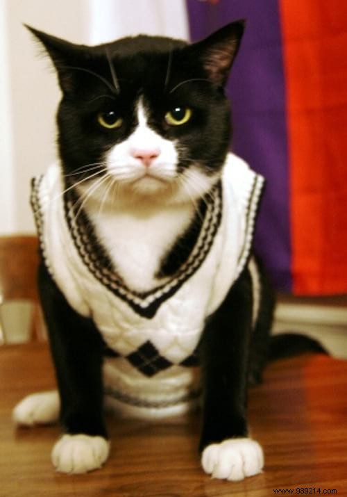 108 Photos of Cats With Their Cute Little Sweaters. 