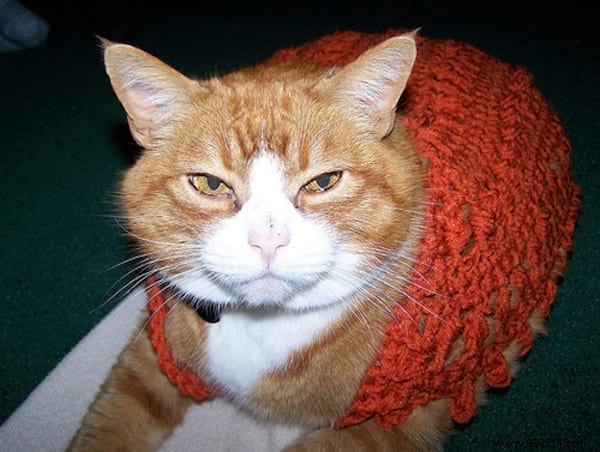 108 Photos of Cats With Their Cute Little Sweaters. 