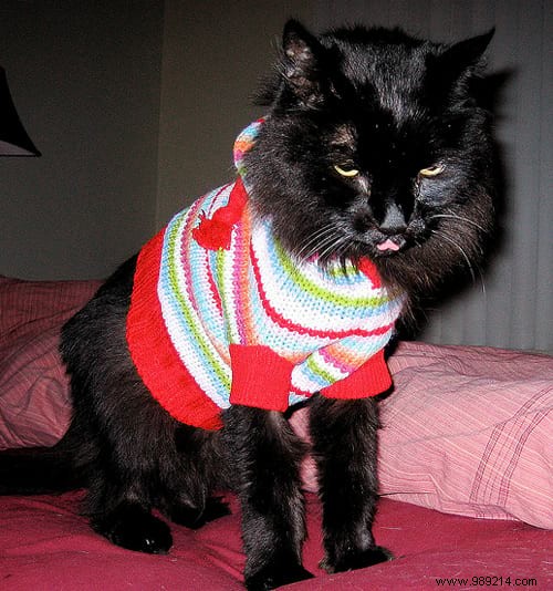 108 Photos of Cats With Their Cute Little Sweaters. 