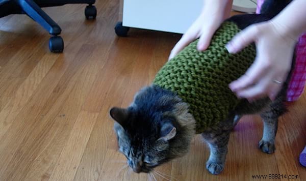 108 Photos of Cats With Their Cute Little Sweaters. 