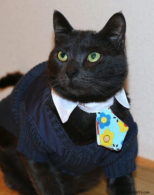 108 Photos of Cats With Their Cute Little Sweaters. 