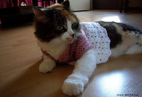 108 Photos of Cats With Their Cute Little Sweaters. 