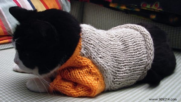 108 Photos of Cats With Their Cute Little Sweaters. 